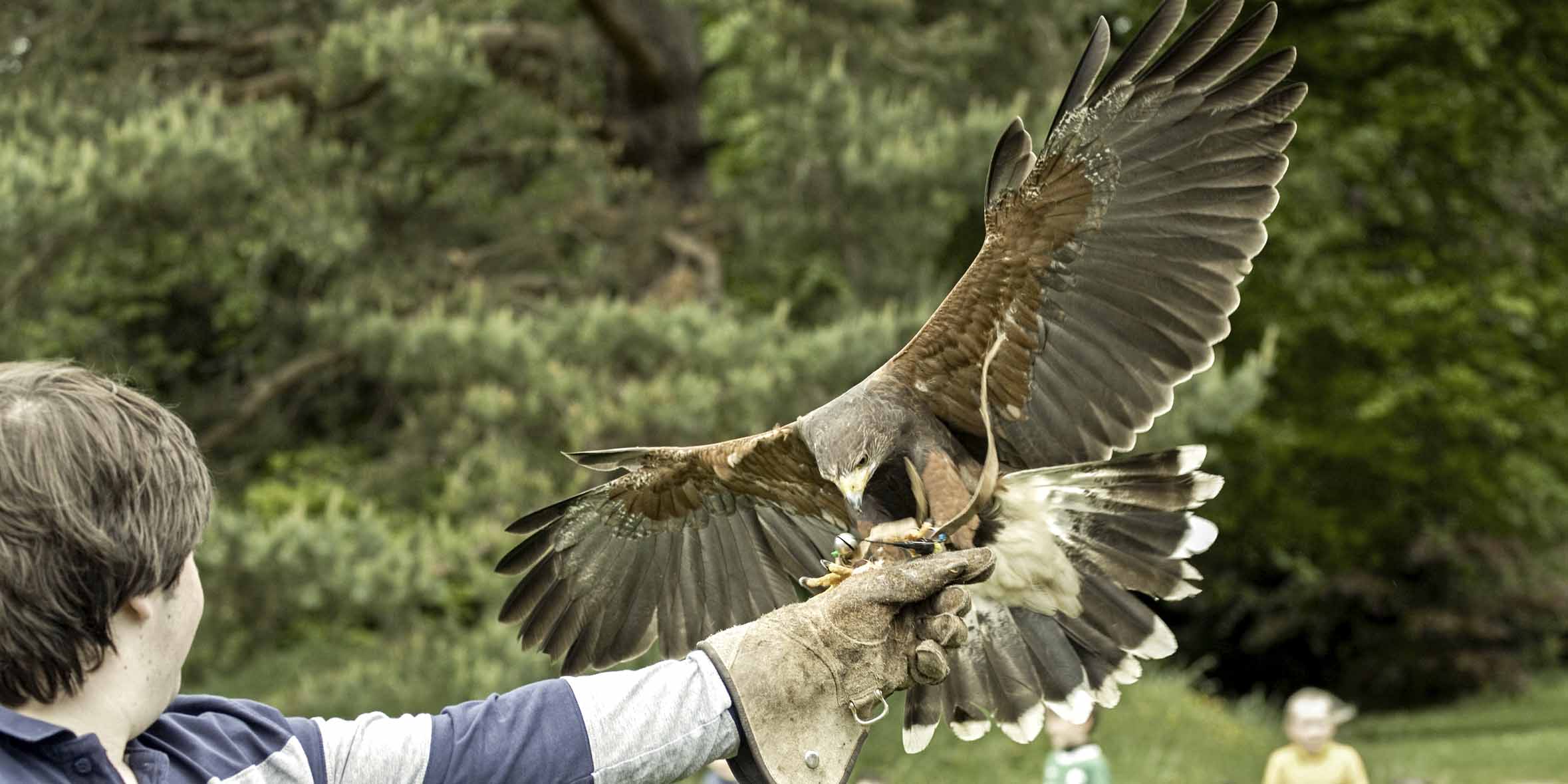  Falconry on the Lawns 